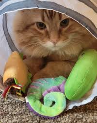 Examples of palindromes include 'a nut for a jar of tuna' and 'catnip in  tacos'