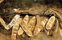 Image result for Albizia anthelmintica