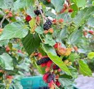 Mulberry Bundle | Yun Hai Taiwanese Pantry