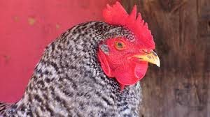 Raising Backyard Chickens Youtube
