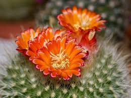 Some species flower at night and are pollinated by bats or moths. Cactus Flowering How To Make Cacti Bloom Terrarium Planting Guide