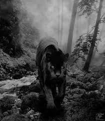 callas wagner on twitter animal aesthetic aesthetic animals black panther animal