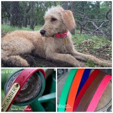 Waterproof Dog Collar 1 Inch Wide Waterproof Dog Collar Dogs Dog Love