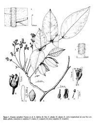 Image result for Rourea orientalis