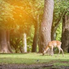 Tauchen rehe regelmäßig im garten auf und fressen dort beispielsweise bäume an, müssen maßnahmen ergriffen werden, um sie wieder zu vertreiben. Rehe Im Garten So Schutzt Du Deine Pflanzen Willkommen In Franks Kleinem Garten