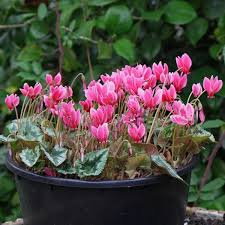 Image result for Littonia modesta