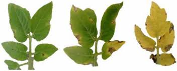 Image result for tomato seedling xanthomonas vesicatoria