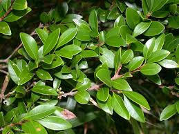 Image result for Syzygium rowlandii