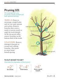 Pruning 101 Prune How To Remove Water Spout