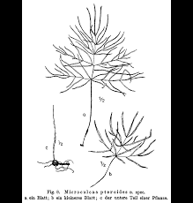 Image result for Gonatopus petiolulatus