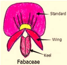 Image result for Pavetta hymenophylla