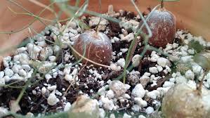 Image result for Schizobasis intricata