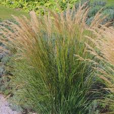 Image result for Schizostephanus alatus