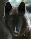 Image result for mowgli indian wolves