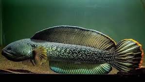 Pin On Fishy