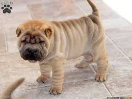 Find the perfect miniature shar pei puppy for sale at puppyfind.com. Shar Pei Puppies For Sale Greenfield Puppies