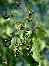 Image result for Margaritaria