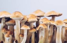 Jul 17, 2021 · magic mushrooms are a hallucinogenic fungus that grow on the ground. Researching Magic Mushrooms When Ethics And Law Collide Health Research Authority