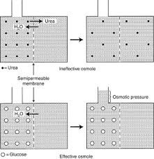 Applied Physiology Of Body Fluids In Dogs And Cats