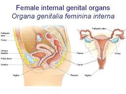 Learn about female internal organs with free interactive flashcards. Female Internal Genital Organs Organa Genitalia Feminina Interna