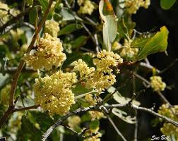 Image result for Gymnosporia glaucophylla