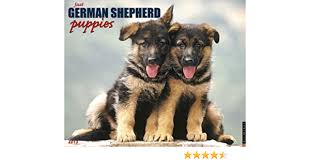 This breed is large, agile, and strong. German Shepherd Puppies 2013 Wall Calendar Willow Creek Press 9781607555643 Amazon Com Books