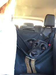 Pawzitive petz dog car seat covers and protects, pet seat belt inc. Dog Car Hammock Back Seat Covers For Dogs