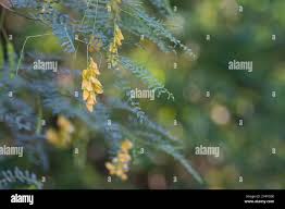 Image result for Triceratella drummondii