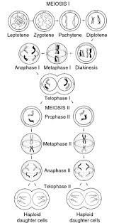 The nuclei reform around the chromosomes at the poles. Prophase Ii Definition Of Prophase Ii By Medical Dictionary
