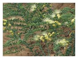 Image result for Maerua edulis