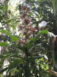 Image result for Dracaenaceae