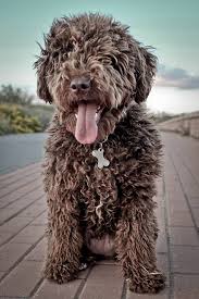 love this face hypoallergenic dog breed rare dog breeds portuguese water dog