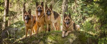 Diese überaus vielseitige und intelligente. Deutscher Schaferhund Eine Der Beliebtesten Hunderassen The Goodstuff
