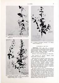 Image result for Isodon ramosissimus