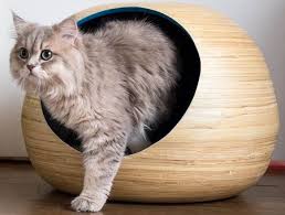 Munchkin cat price averages from $200 to $500. Munchkin Cat Price Munchkin Cost Where To Buy Munchkin Kittens