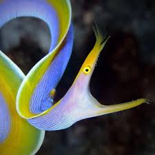 Image result for Rinorea elliptica