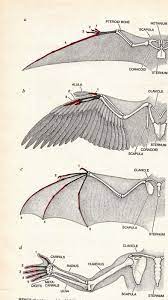 Pushthemovement Wing Anatomy Wings Drawing Anatomy Reference