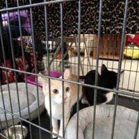 Maybe you would like to learn more about one of these? All Pet Supplies Equine Center 1611 W Republic Rd Springfield Mo Pet Supplies Mapquest
