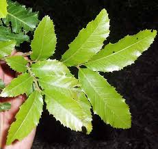 Image result for Embelia xylocarpa