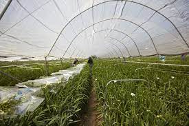Freesia Are Harvest And Graded By Hand At Holland America The Freesia Will Be Shipped Within 24 Hours Of Harvest Cag Holland America Holland Flower Farm