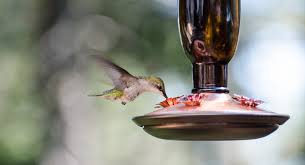 Make sure your feeder is cleaned thoroughly before adding new solution. How To Make Your Own Hummingbird Nectar