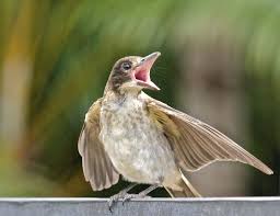 Baby Butcher Bird Begging For Food Priroda