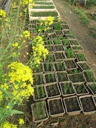 Starting Alliums From Seed Outdoor Gardens Allium Flowers Seeds