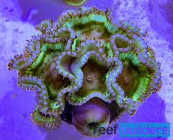 Image result for Polystachya greatrexii