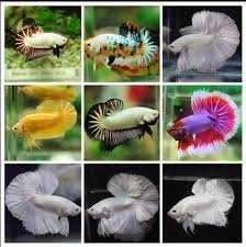1001 Tipe Jenis Nama Ikan Laga Crowntail Dan Cupang Plakat Halfmoon Betta Splendens Aceh