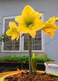 Amazon Com Big Sale 1 Pcs Lot Mixed Color Amaryllis Bulbs Hippeastrum Bulbs 3 6 Cm In Diameter 100 Sprou Amaryllis Bulbs Amaryllis Flowers Bulb Flowers