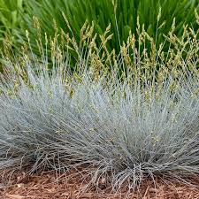 Image result for Festuca