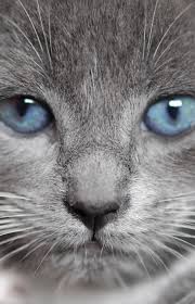 Beautiful Face Www Pinterest Com Wholoves Beautiful Faces Beautiful Faces Beautiful Cats Cats Pretty Cats