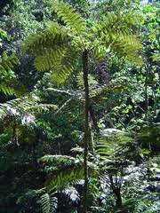 Image result for Pneumatopteris unita