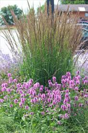 Parking Lot Planting Karl Forester Betony Catmint Prairie Dropseed Plants Plant Combinations Betony